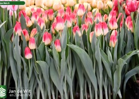 Tulipa Match ® (2)